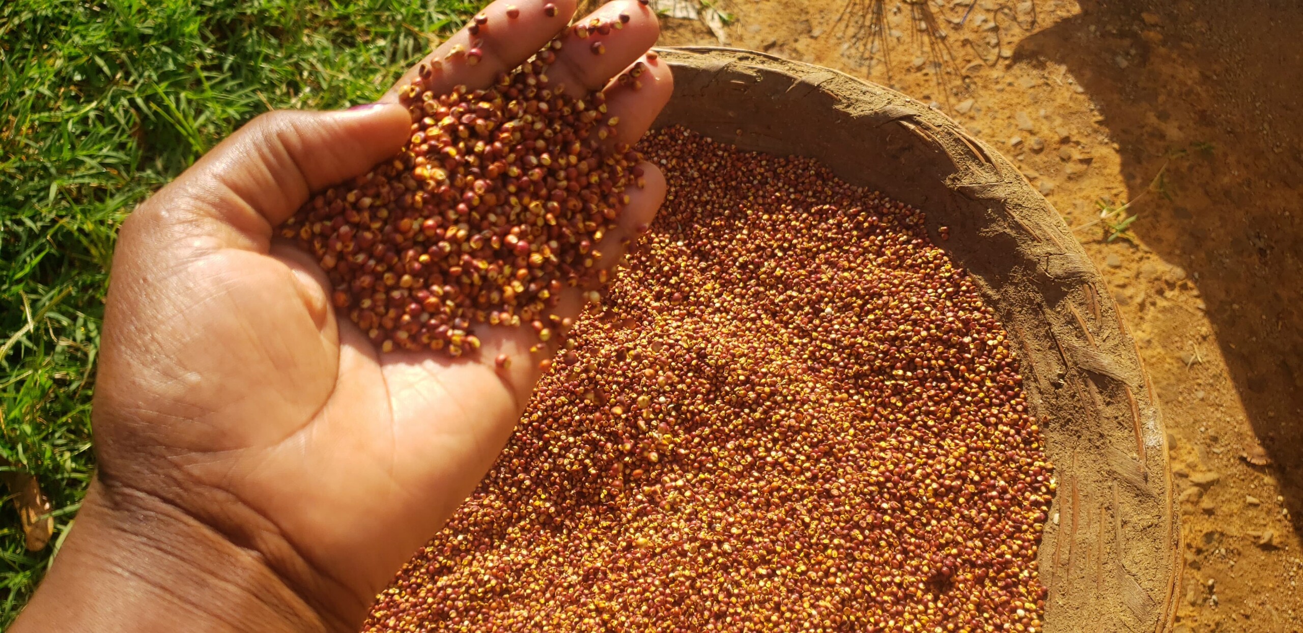 Millet grains shown will be used to make fortified millet-based porridges